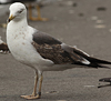 adult LBBG Dutch intergrade in September, ringed in the Netherlands. (85708 bytes)